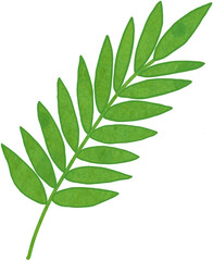 sage leaves isolated on white