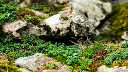 Lush moss and succulents covering rocky terrain in natural habitat