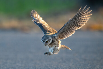 Spotted owlet flying ,It is a bird of prey, a type of owl.