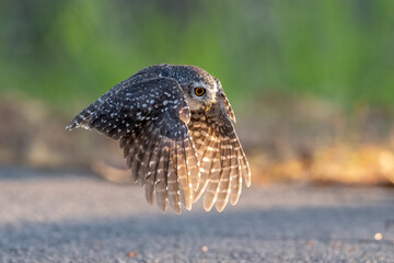 Spotted owlet flying ,It is a bird of prey, a type of owl.
