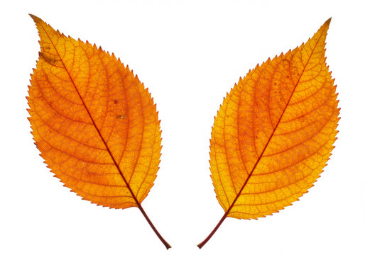 Close-up of two cherry tree autumn leaves isolated on white background in Germany