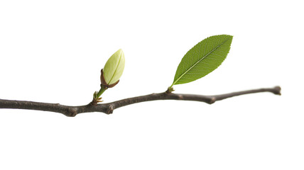  Almond isolated on a white background