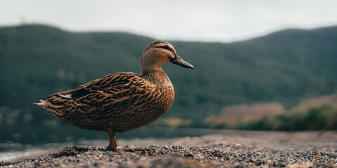 Duck in New Zealand