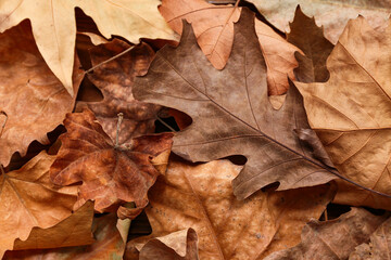 Dried fallen leaves as background, closeup