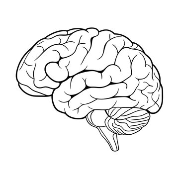 Human brain