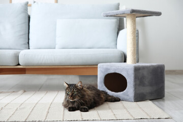 Cute fluffy cat lying near scratching post at home