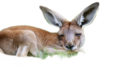 Relaxed Kangaroo Resting on Green Grass with Eyes Closed, Enjoying a Peaceful Moment in Nature, Capturing the Essence of Australian Wildlife in a Calm Environment