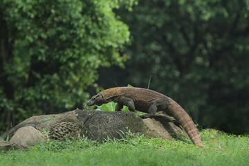 a Komodo dragon crawling on the rocks in the morning