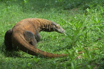 a Komodo dragon crawling through the grass while looking back