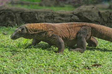a Komodo dragon crawling on the grass in the morning