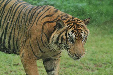 Sumatran tiger stood staring intently ahead