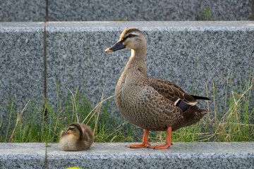 Family of ducks swimming in artificial pond in Japan