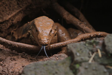 close up of a muddy salvator lizard