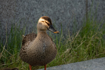 Family of ducks swimming in artificial pond in Japan