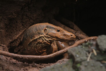 close up of a muddy salvator lizard