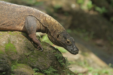 a Komodo dragon crawling on the rocks