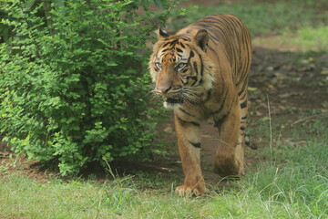 Sumatran tiger walking in the thicket