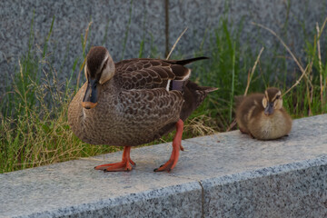 Family of ducks swimming in artificial pond in Japan