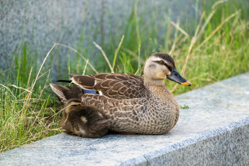 Family of ducks swimming in artificial pond in Japan