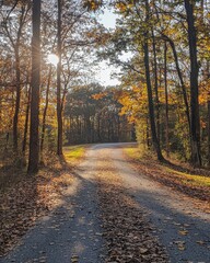 Obraz premium Country road with vibrant autumn leaves scattered on the ground and sunlight filtering through the trees