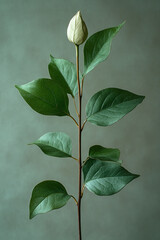 Single Stem Green Leaves And White Bud