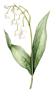 lily of the valley watercolor botanical art clip art preview