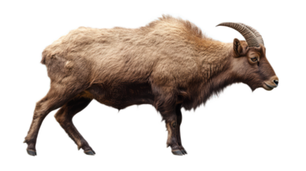Majestic Mountain Goat Walking Gracefully Across Rocky Terrain with Luxurious Fur and Distinctive Curved Horns in Natural Habitat