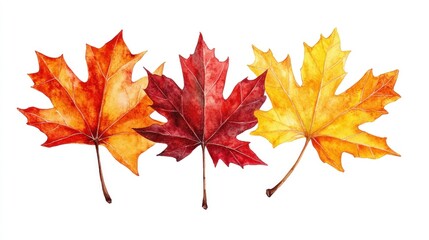 Fototapeta premium Three autumn maple leaves in red, orange, and yellow, isolated on white.