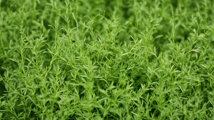 Obraz premium Green Grass Texture: A close-up shot of vibrant green grass, showcasing the intricate texture and beauty of nature's simplest wonders.