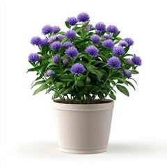 Fototapeta premium Stunning Purple Flowers in a White Pot: A Captivating Image of Vibrant Blooms, Perfect for Home Decor and Nature Lovers