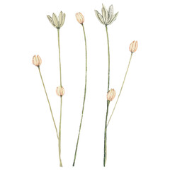 Tulips flower