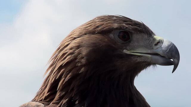 Golden Eagle Looks Around. Slow Motion at a rate of 240 fps. Saker falcon screams. Head close-up