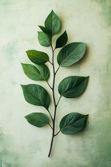 Green Branch With Lush Leaves Against A Soft Green Background