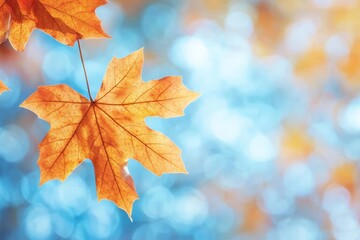 Fototapeta premium Single orange autumn maple leaf on blurred bokeh background.