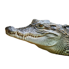 Fototapeta premium Crocodile head close-up side view on white isolate background