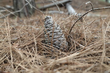 Pinecone dried needles. High quality photo