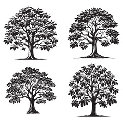 Obraz premium High-Quality Monochrome Vector Silhouettes of the Butternut Tree Isolated on a White Background