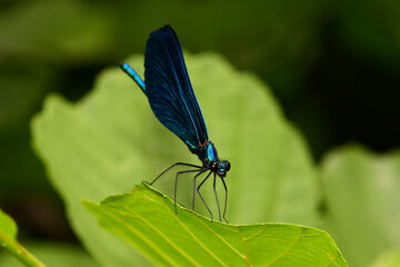 Beautiful demoiselle - male // Blauflügel-Prachtlibelle - Männchen (Calopteryx virgo)