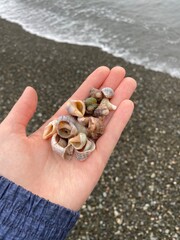 Woman holds a lot of seashells. The seashore. Vertical
