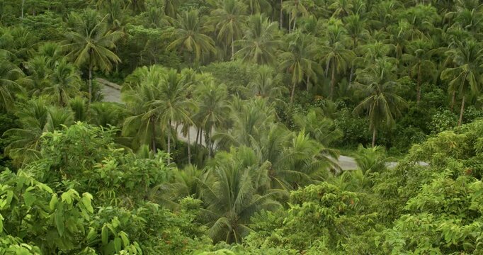 Multiple trees flanking highway in Siargao island, Philippines.