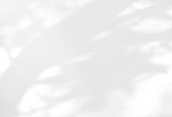 Tree leaves shadow on white wall. Minimal blurred backdrop. Sunlight shining through the window overlay effect.