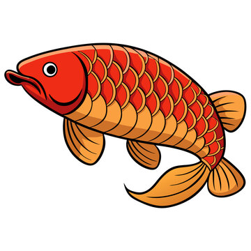 Golden arowana isolated on white