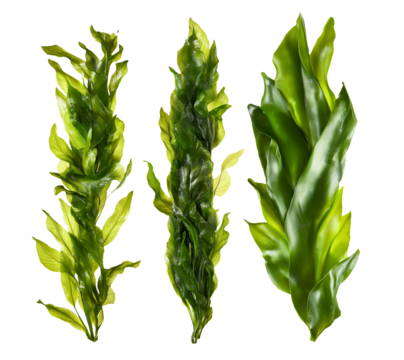 seaweed algae isolated on white transparent background, set of fresh kelp, cutout png