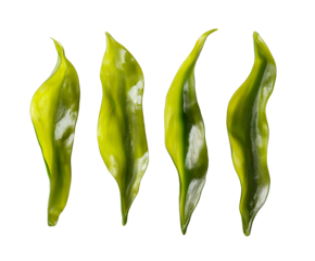 seaweed kelp plant group isolated on transparent background, set of fresh young kelp, cutout png