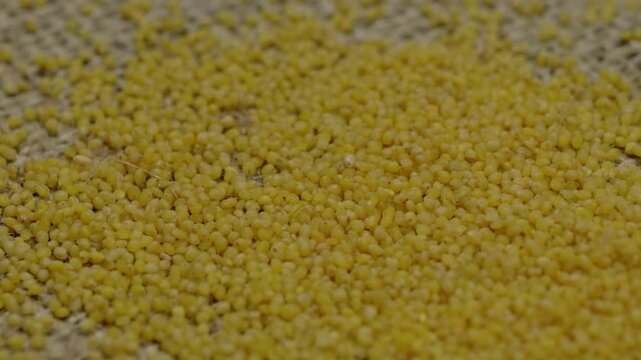 light yellow foxtail millet grains falling on textured jute cloth, 4k stable shot