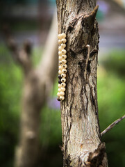 insect eggs on tree branches