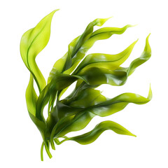 seaweed kelp plants isolated on transparent background,  cutout png