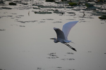 egret's fly