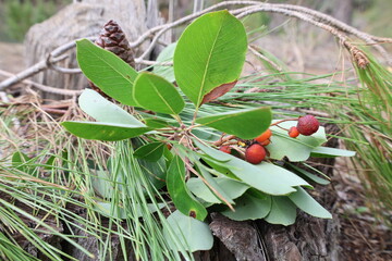 Red berries leaves. High quality photo