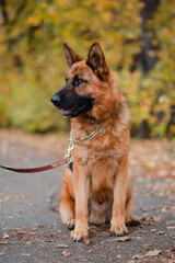 Shepherd dog sits surrounded by dry leaves. Autumn walk with a pet. Big dog
